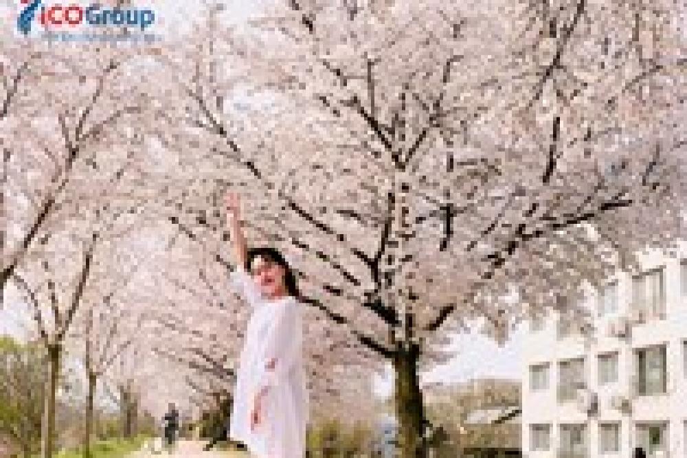 Du học sinh ICO tại Hàn Quốc: Em đã cân nhắc trước khi lựa chọn ở lại